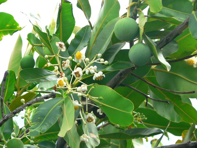 121- Fleurs et fruits du Tamanu 